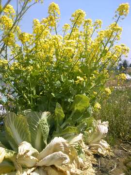 Image of Napa cabbage