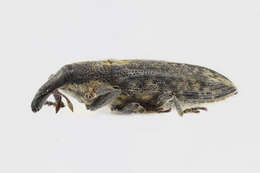 Image of Lixus subtilis Sturm 1826