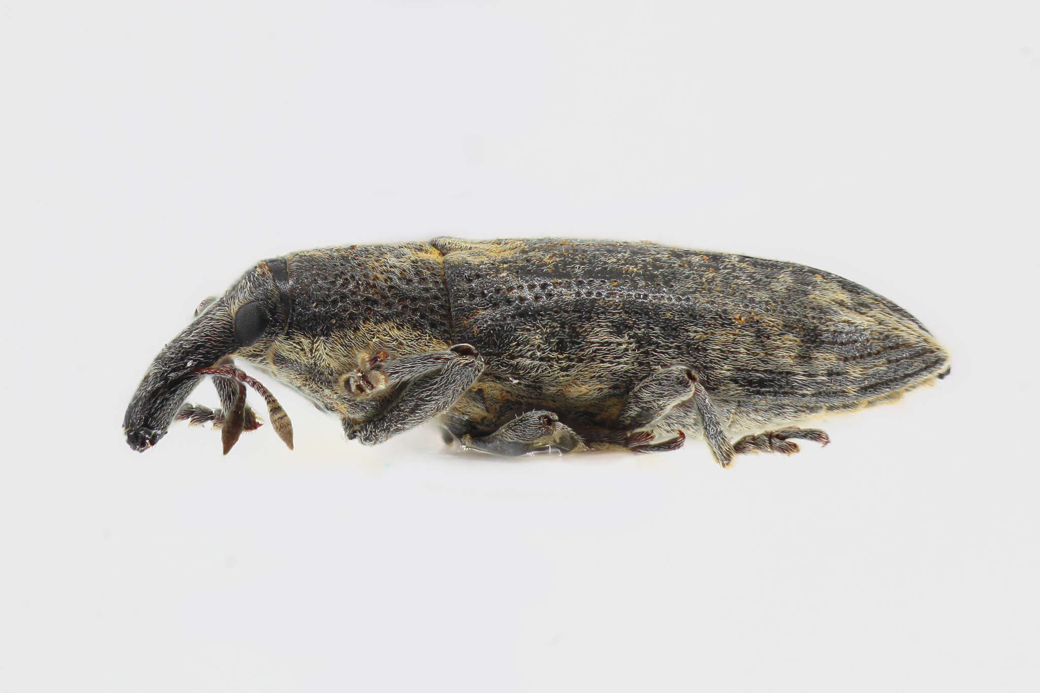 Image of Lixus subtilis Sturm 1826