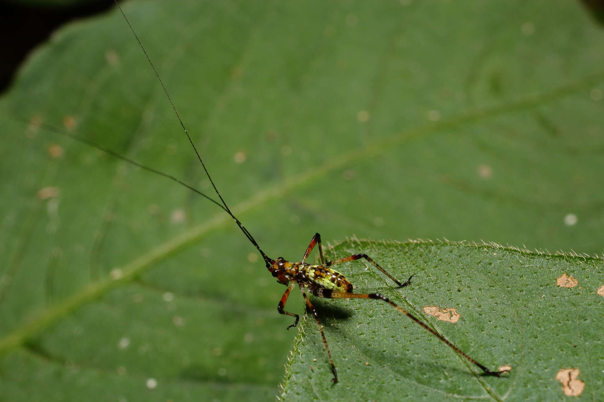 Sivun Phaneroptera (Phaneroptera) nigroantennata Brunner von Wattenwyl 1878 kuva