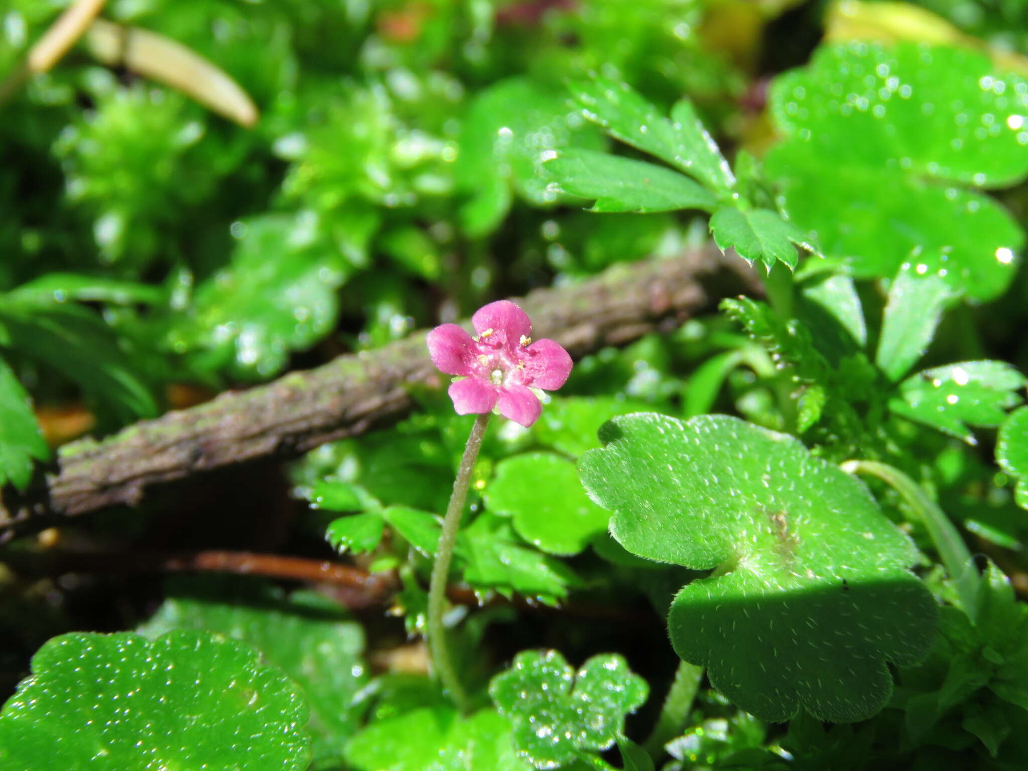 Image de Sibthorpia repens (Mutis ex L.) Kuntze