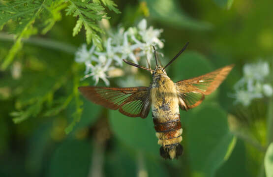 Imagem de Hemaris radians (Walker 1856)