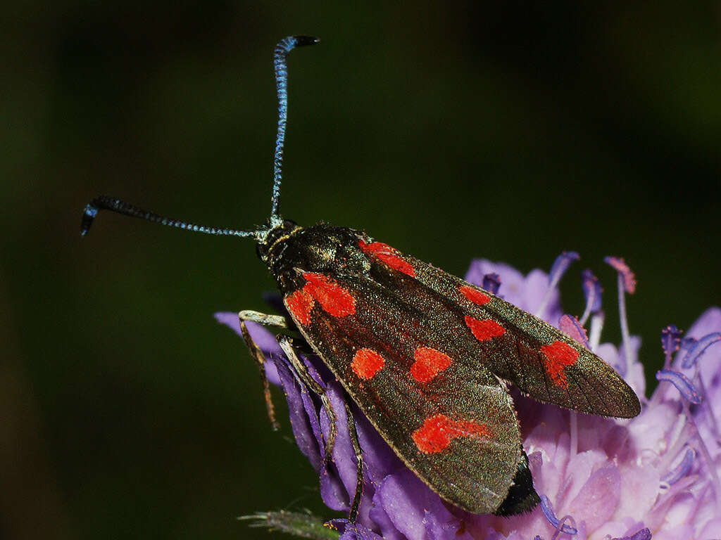 Plancia ëd Zygaena centaureae Fischer de Waldheim 1832