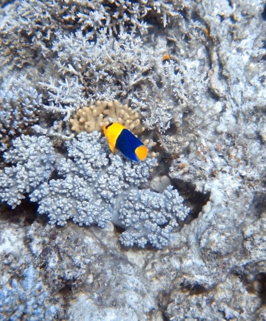 Image of Bicolor Angelfish