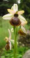 Image of ophrys