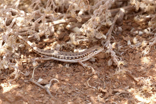 Image of Sharp-lipped Mabuya