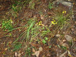 Image of Allium scorzonerifolium Desf. ex Redouté