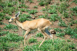 Image of Steenbok