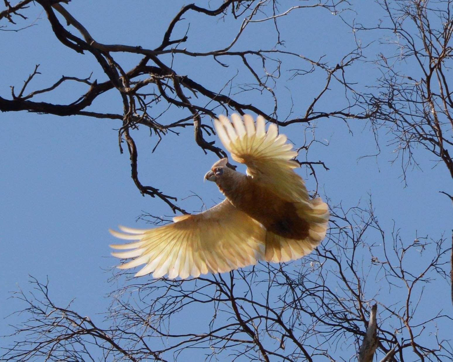 Image of Cacatua pastinator pastinator (Gould 1841)