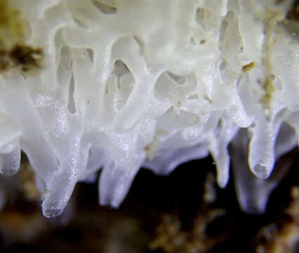 Image of white lace sponge