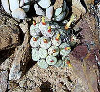 Image of Conophytum truncatum (Thunb.) N. E. Br.