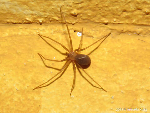 Image of Mediterranean recluse spiderman