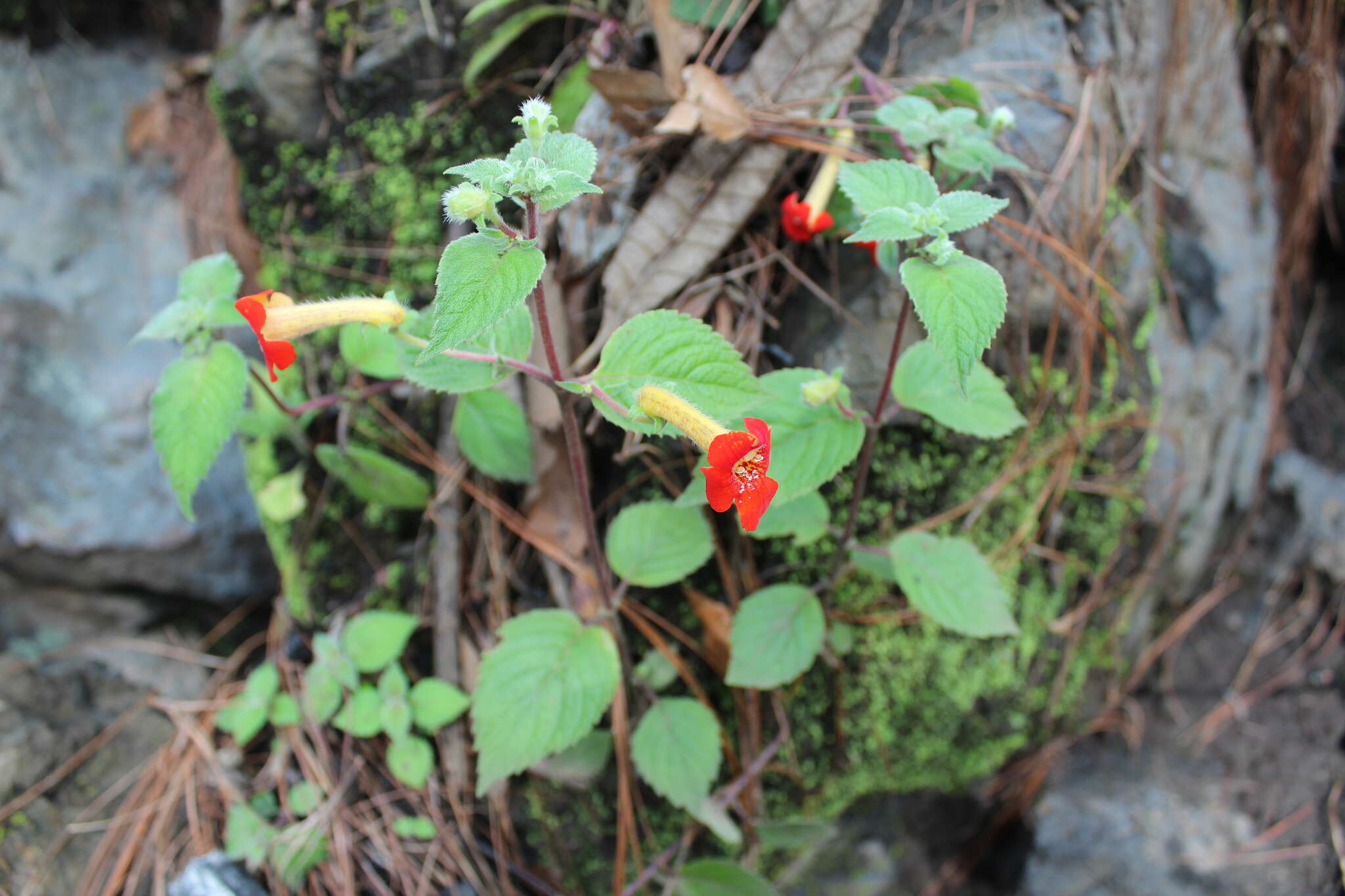 Imagem de Achimenes antirrhina (DC.) C. V. Morton