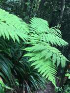 Image de Cyathea robertsiana (F. Muell.) Domin