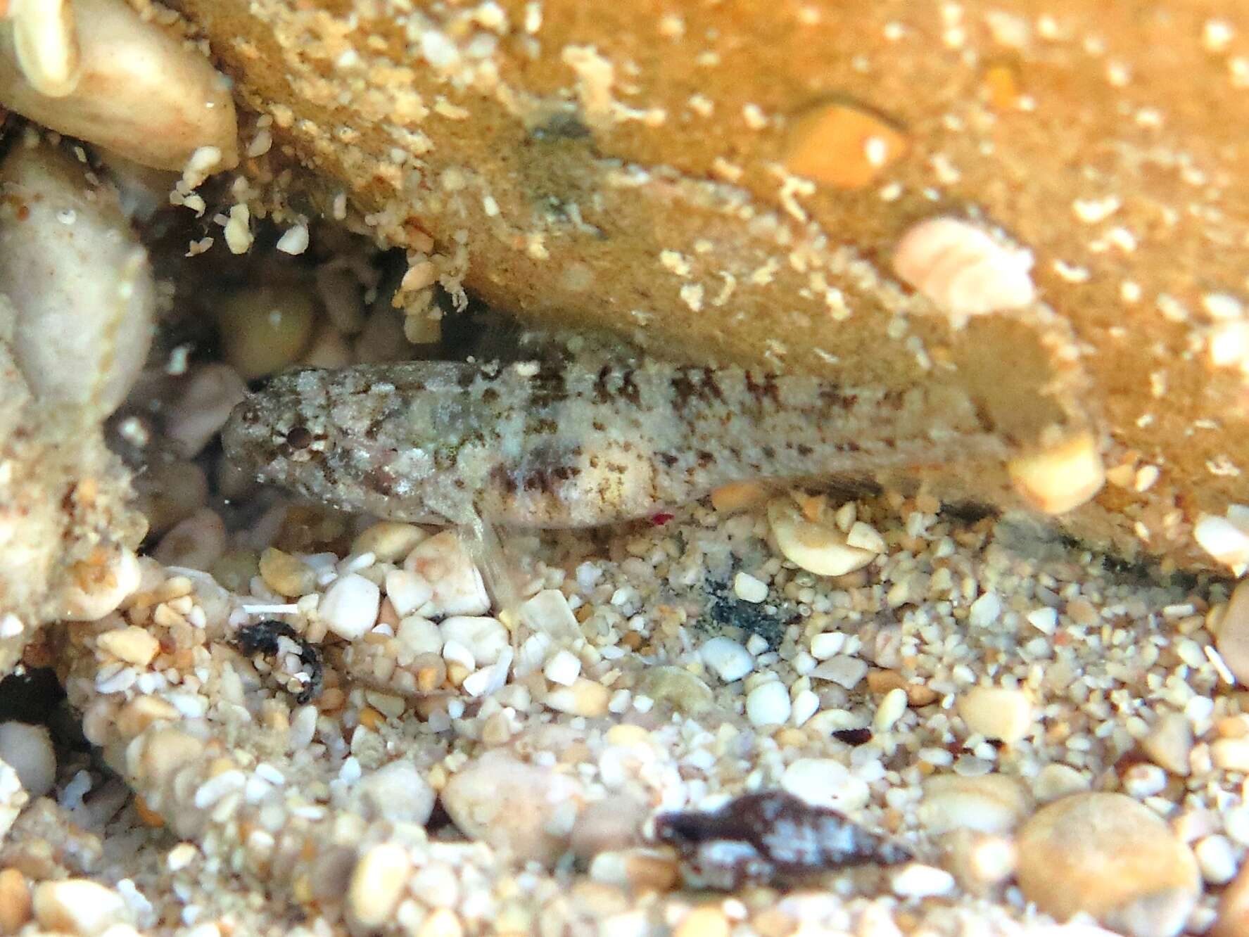 Image of Large-headed goby