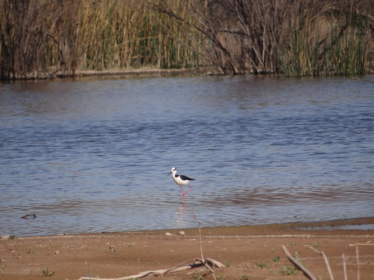 Image of <i>Himantopus mexicanus melanurus</i>