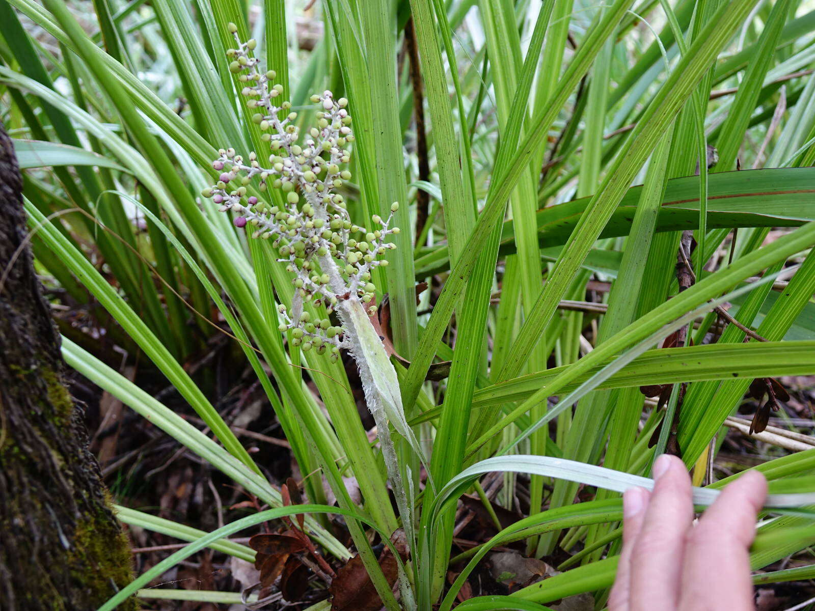 Astelia banksii A. Cunn.的圖片