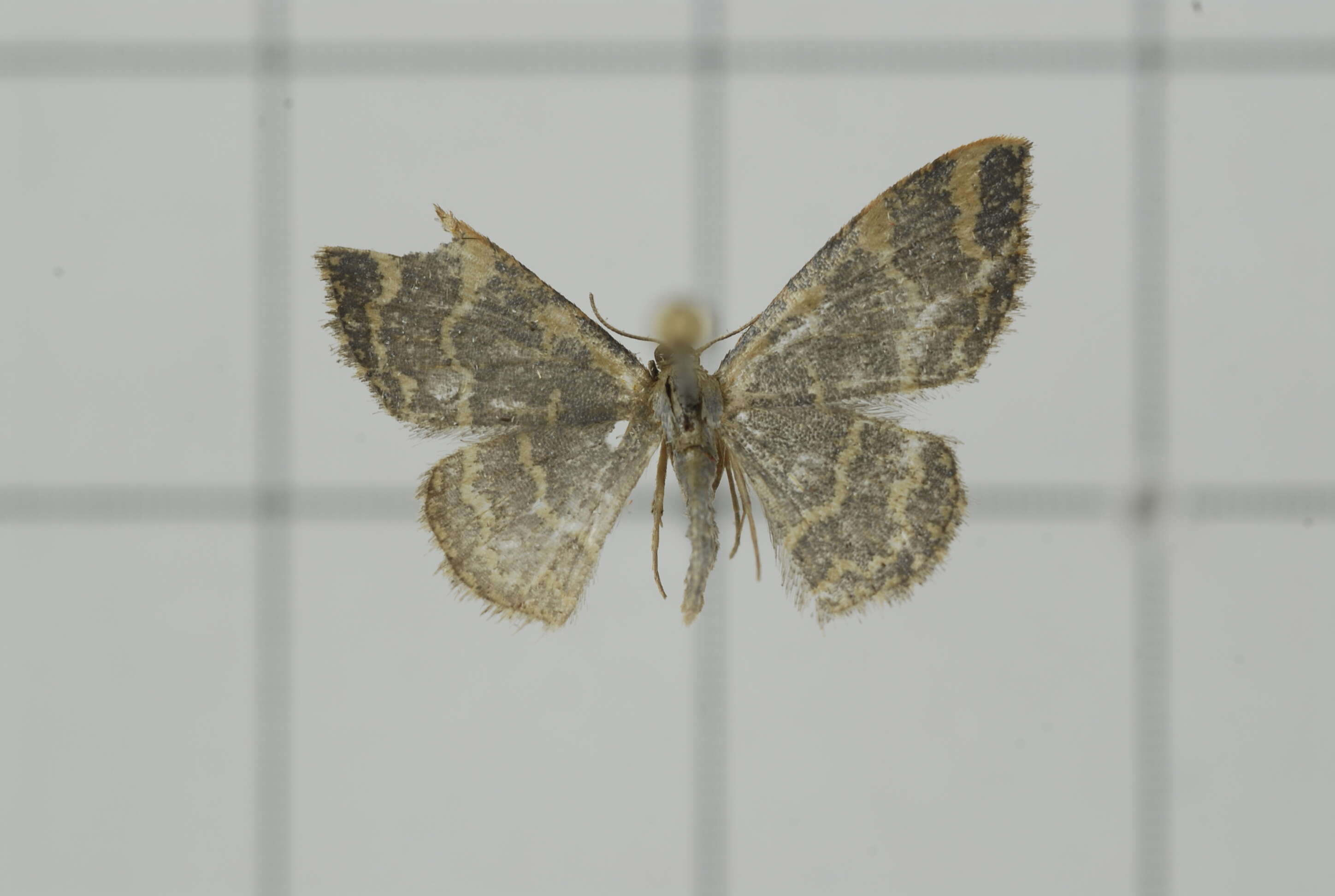 Image of Idaea costiguttata Warren 1896