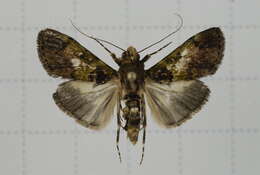 Image of Teliphasa nubilosa Moore