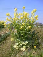 Image of white cabbage