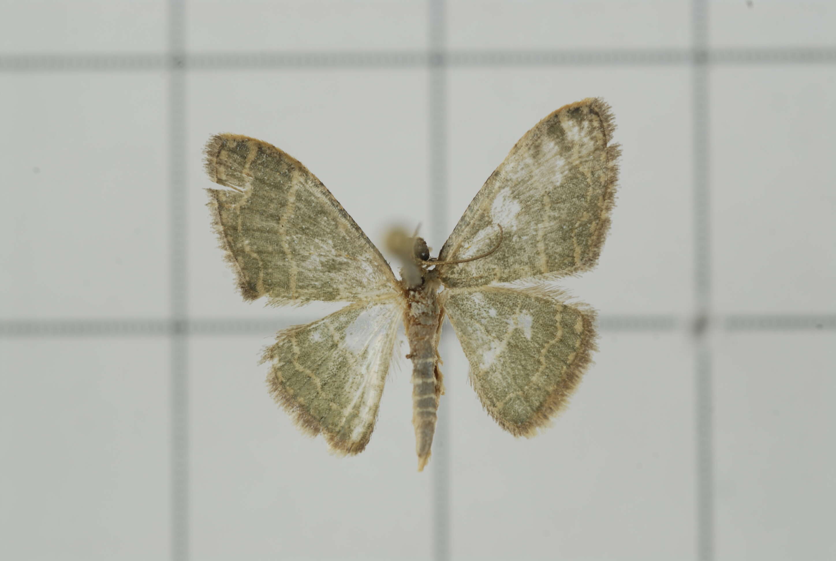 Image of Idaea costiguttata Warren 1896