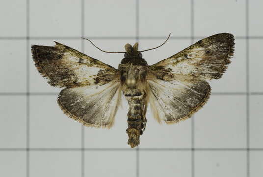 Image of Teliphasa nubilosa Moore