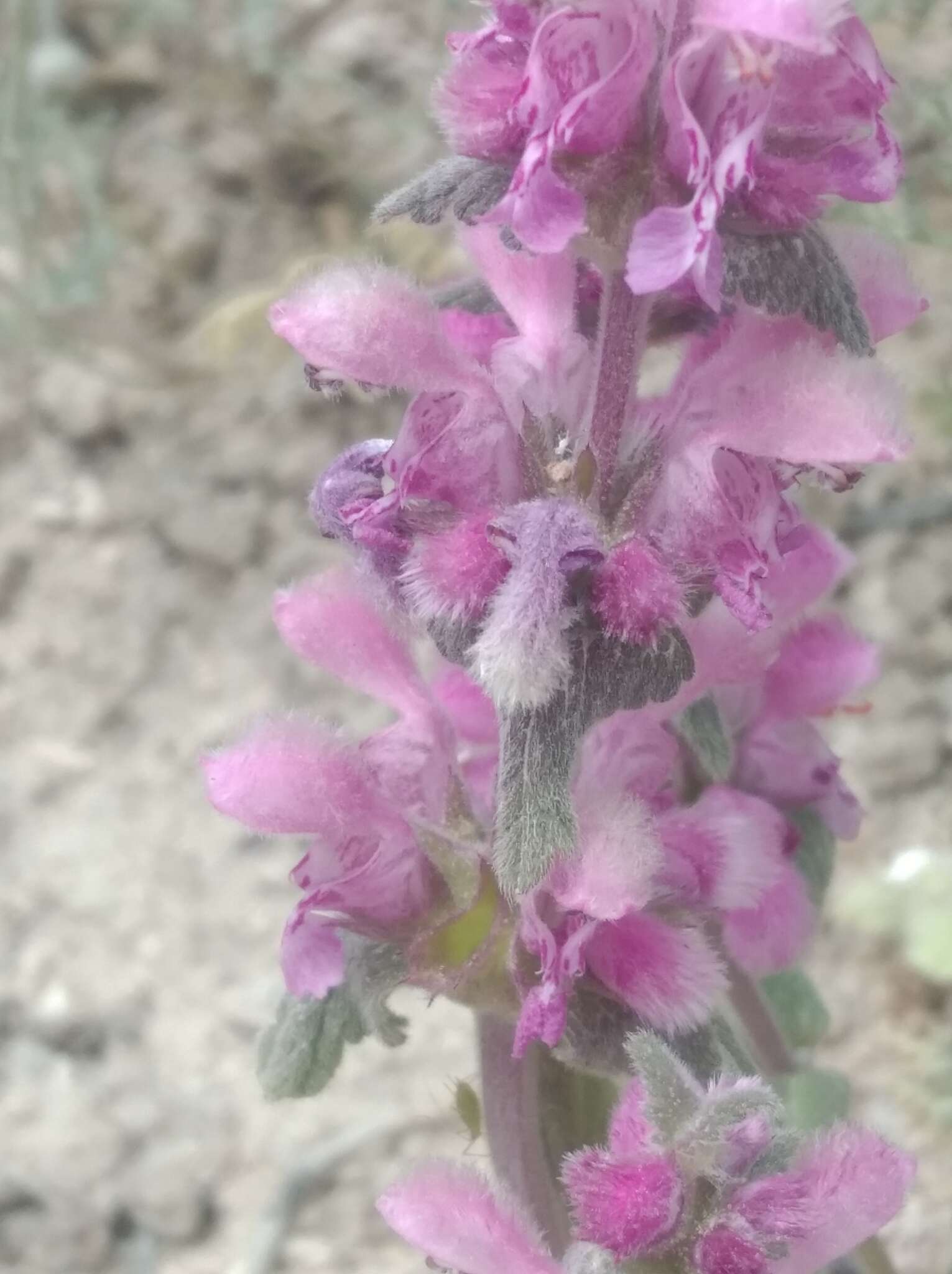 Image of Lamium orientale (Fisch. & C. A. Mey.) E. H. L. Krause