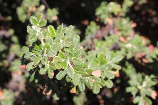 Plancia ëd Polylepis rugulosa Bitter