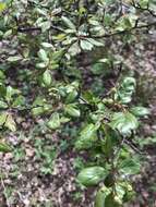 Imagem de Crataegus laevigata (Poir.) DC.