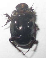 Imagem de Euonthophagus carbonarius (Klug 1855)