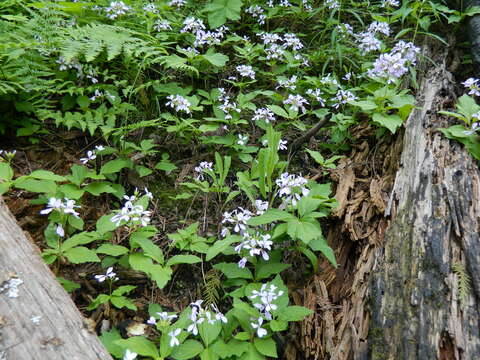 Imagem de Cardamine constancei Detling