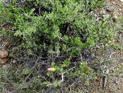 Image of Pteronia adenocarpa Harv.
