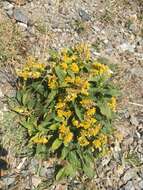 Imagem de Solidago virgaurea subsp. caucasica (Kem.-Nath.) Greuter