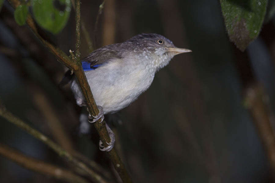 Imagem de Actinodura cyanouroptera sordidior (Sharpe 1888)