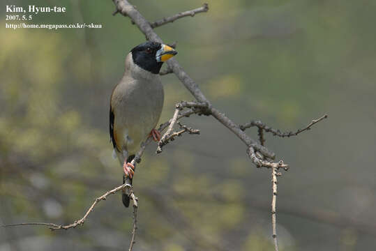 Image of Eophona Gould 1851