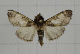 Image of Teliphasa nubilosa Moore