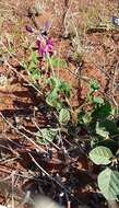 Image of Kennedia prorepens (F. Muell.) F. Muell.