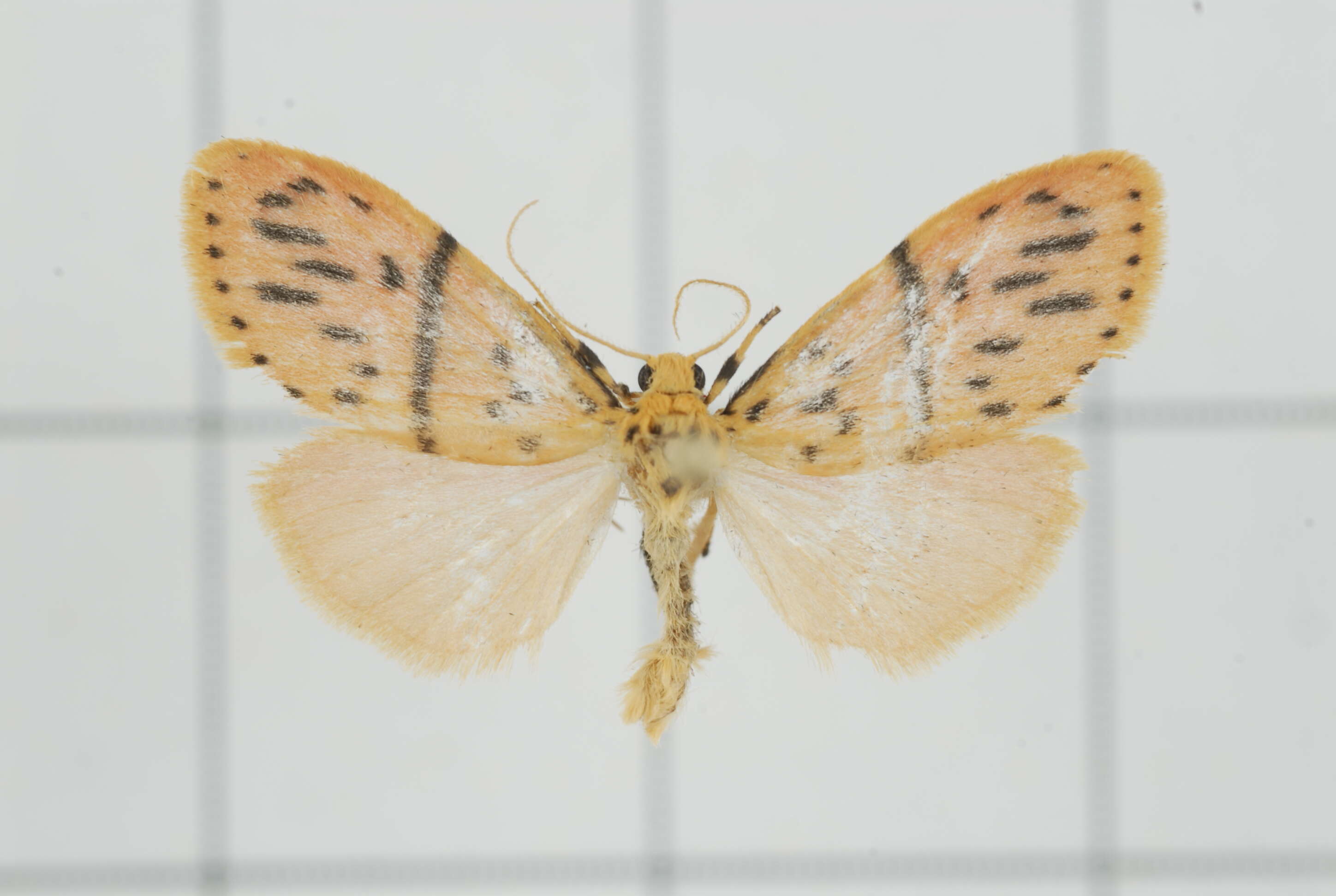 Image of Miltochrista acteola (Swinhoe 1903)