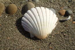 Image of New Zealand scallop