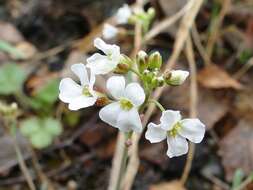 Image of Kamchatka rockcress