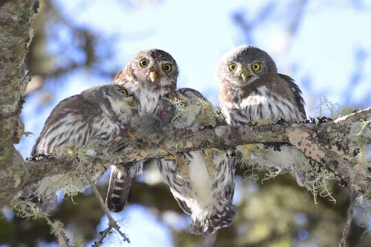 Image of Mountain Pygmy Owl