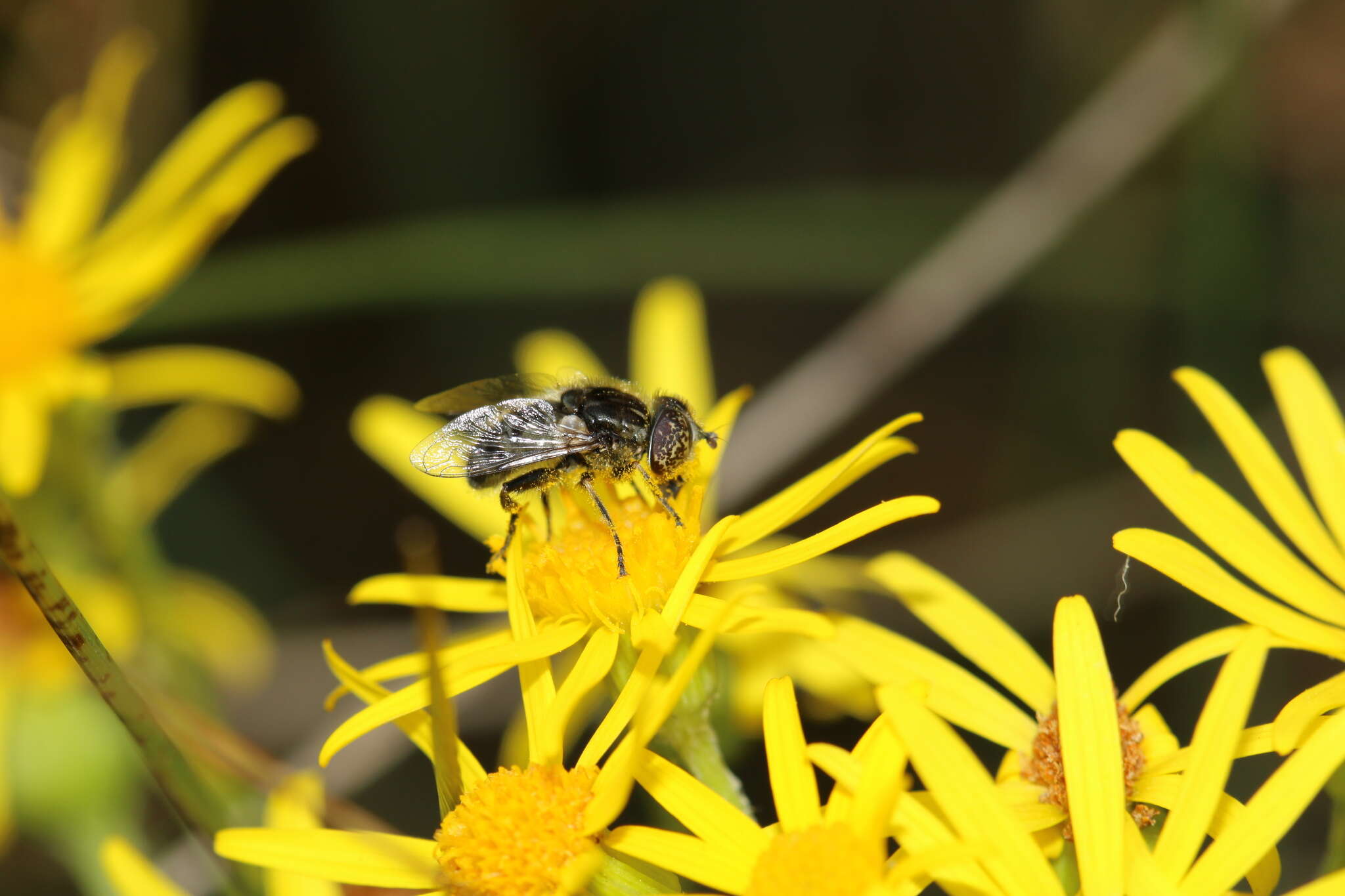 Image of Eristalinus sepulchralis (Linnaeus 1758)