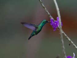 Chlorostilbon mellisugus (Linnaeus 1758) resmi