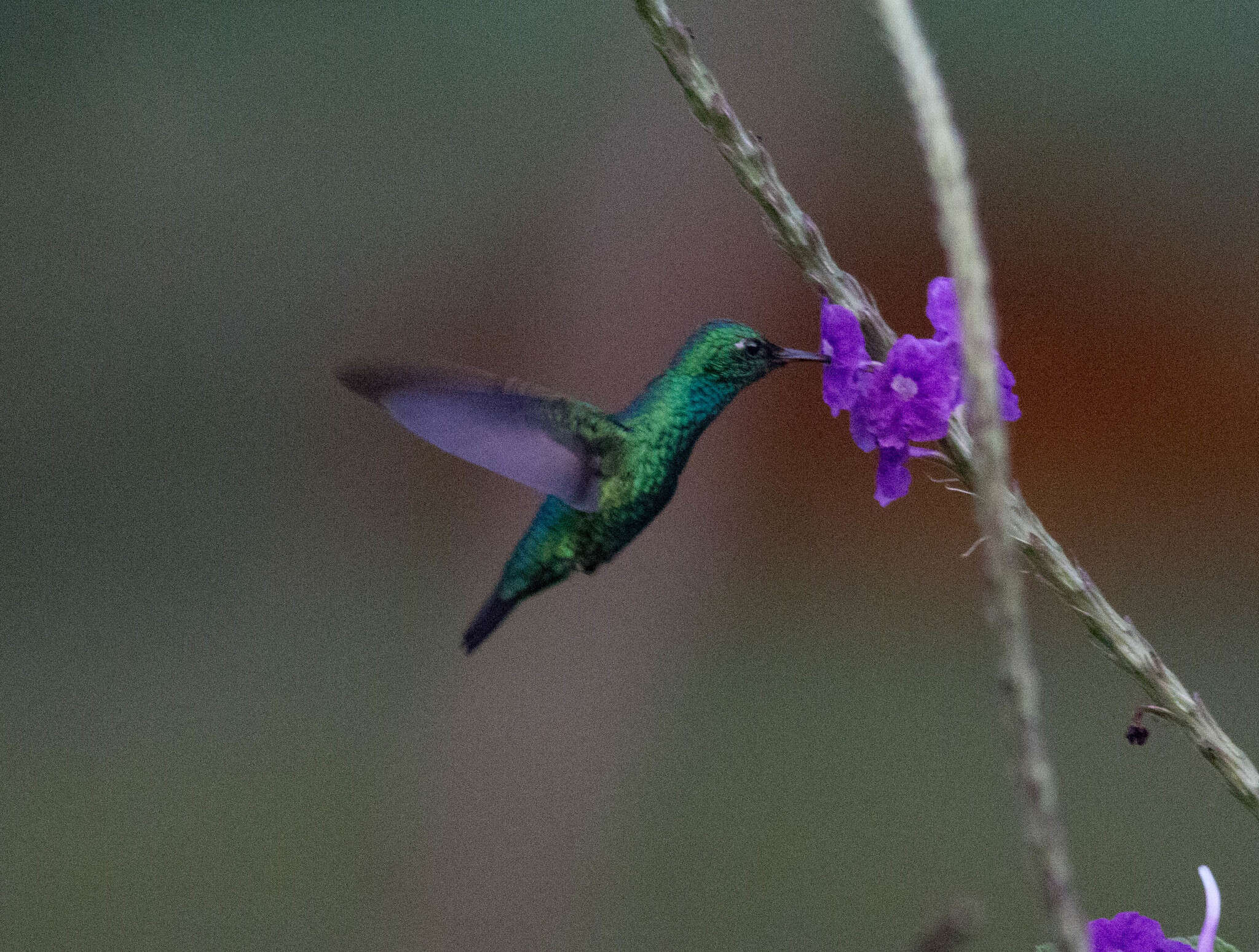 Chlorostilbon mellisugus (Linnaeus 1758) resmi