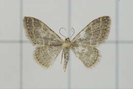 Image of Idaea costiguttata Warren 1896