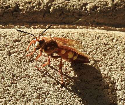 Image of Pacific Cicada Killer