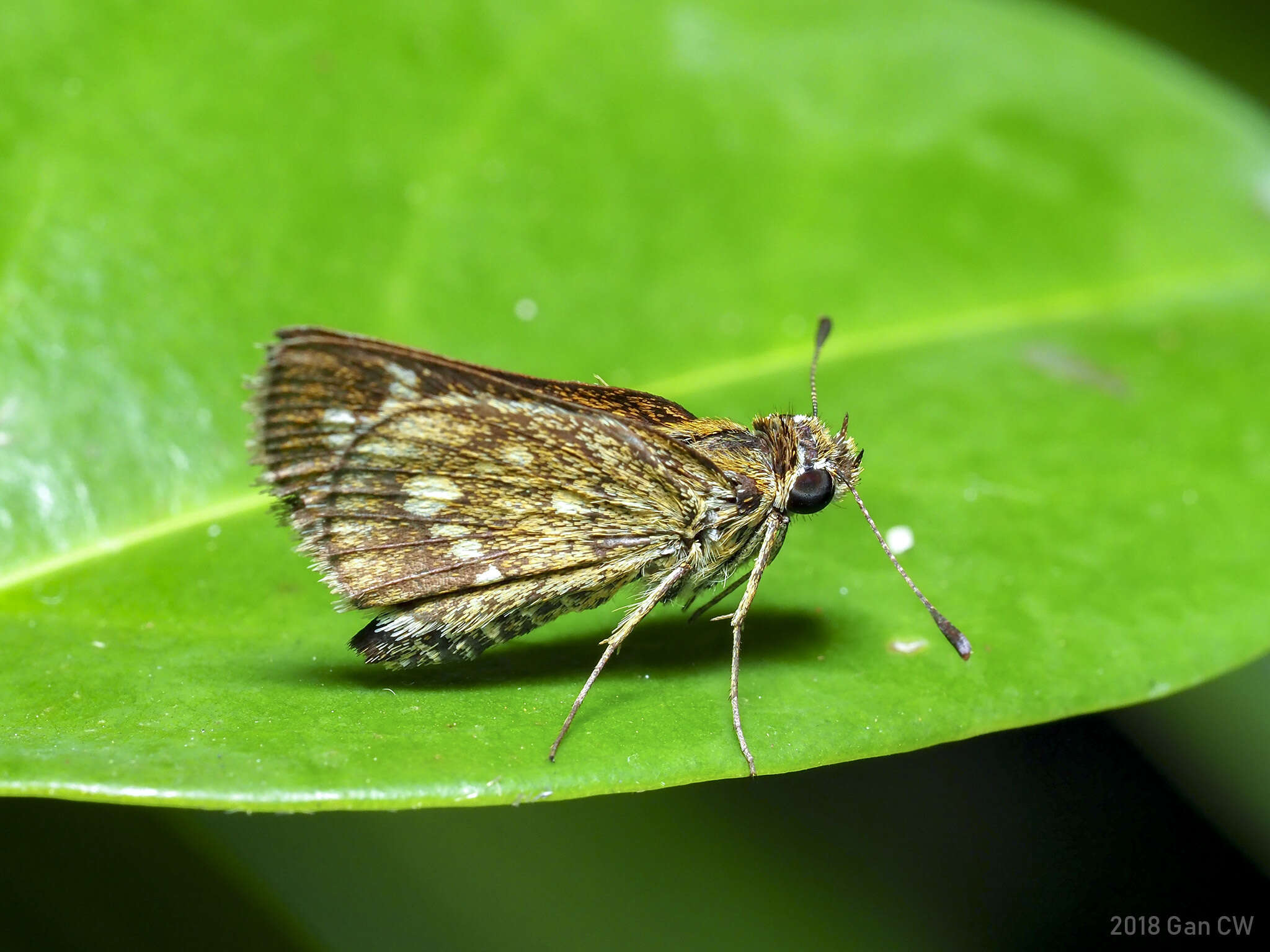 Image of Taractrocera ardonia Hewitson 1868