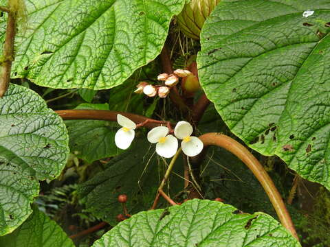 Image of Begonia baccata Hook. fil.