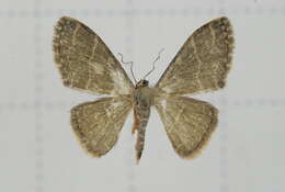 صورة Idaea costiguttata Warren 1896