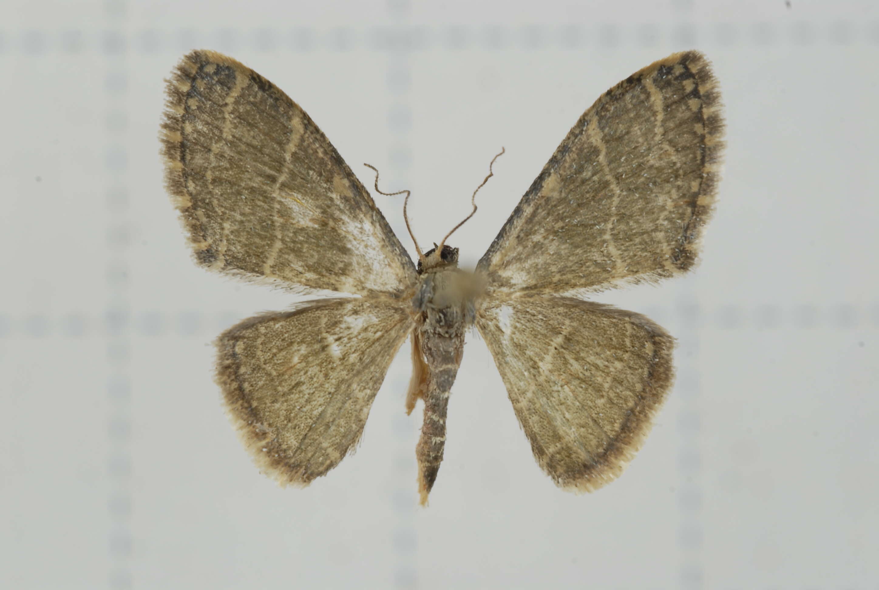 Image of Idaea costiguttata Warren 1896